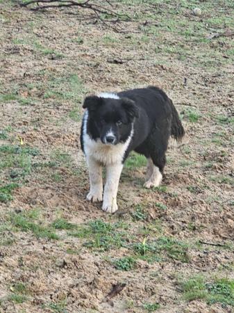 Border Collie puppy for sale by RUFFNFLUFF