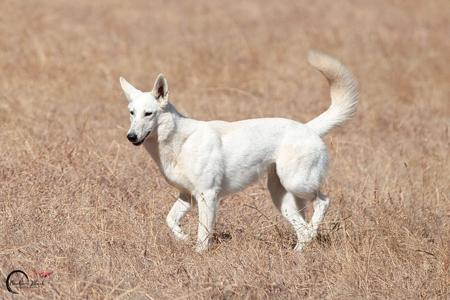 White Swiss Shepherd Dog puppy for sale by HAYLEY87