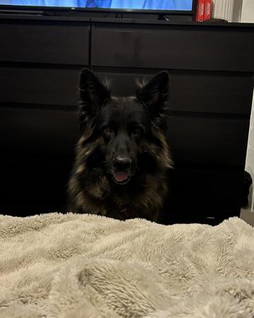 German Shepherd Dog (Long Stock Coat) puppy for sale by HAYLEY87