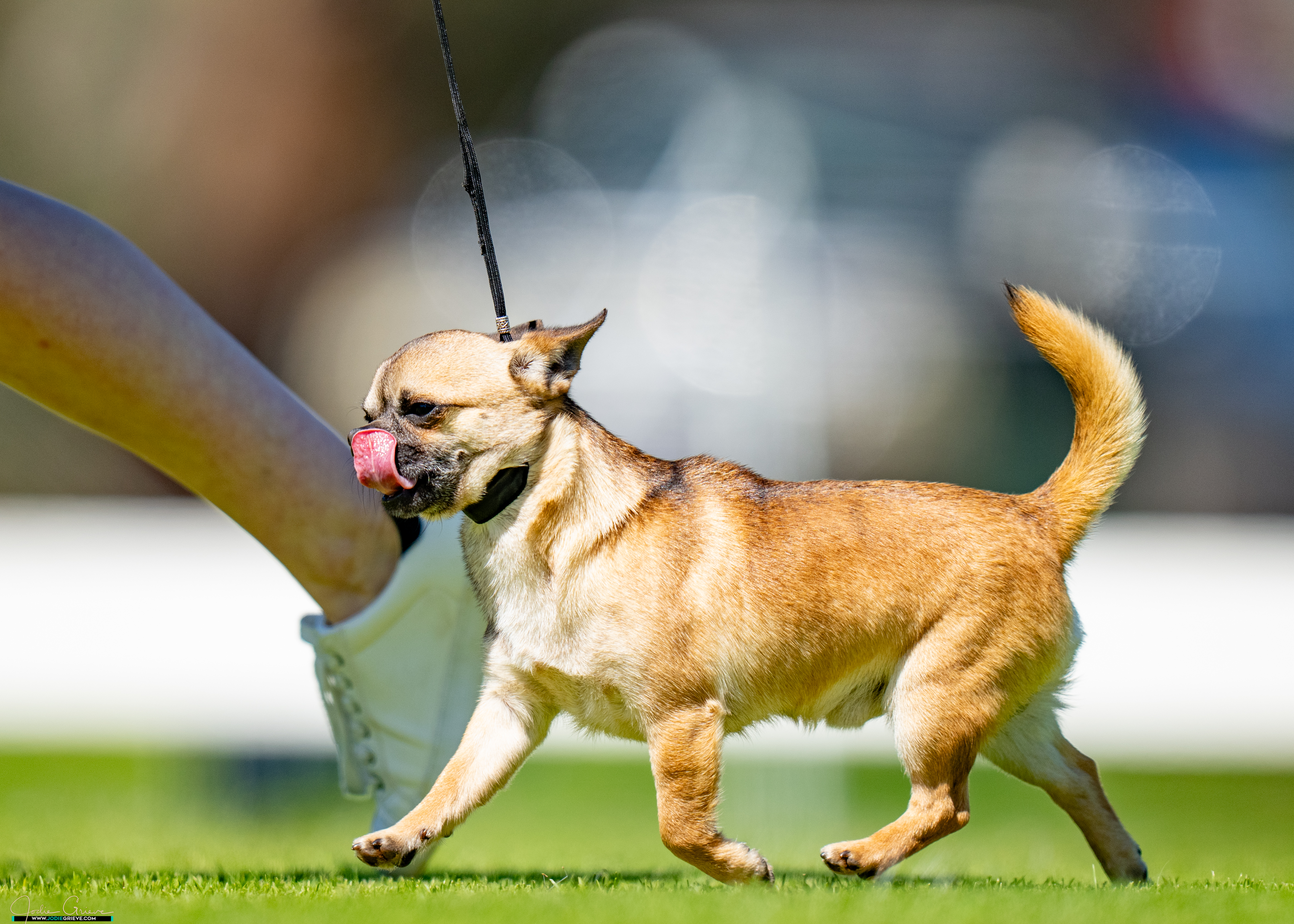 Chihuahua (Smooth Coat) puppy for sale by HAYLEY87