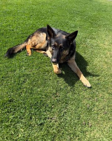 German Shepherd Dog puppy for sale by HAYLEY87