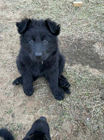 German Shepherd Dog (Long Stock Coat) puppy for sale by HAYLEY87