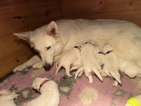 White Swiss Shepherd Dog puppy for sale by HAYLEY87