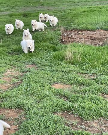 White Swiss Shepherd Dog puppy for sale by NIGHTHAVEN