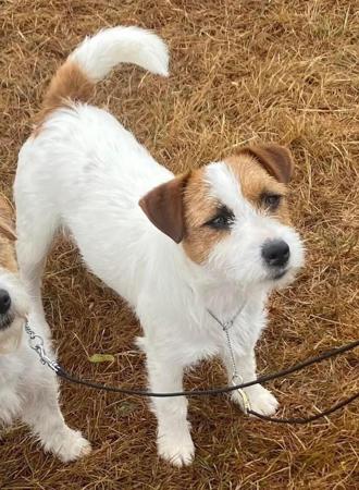 Jack Russell Terrier for sale by HUNTINGDOWNS