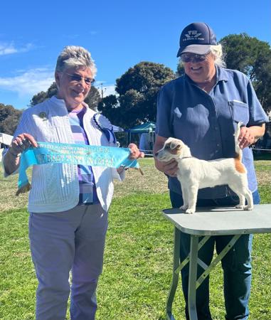 Jack Russell Terrier for sale by HUNTINGDOWNS