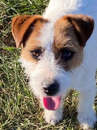 Jack Russell Terrier for sale by HUNTINGDOWNS