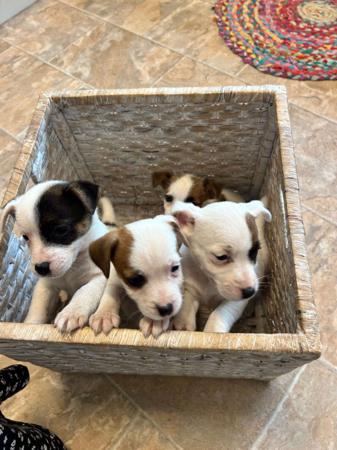 Jack Russell Terrier for sale by HUNTINGDOWNS