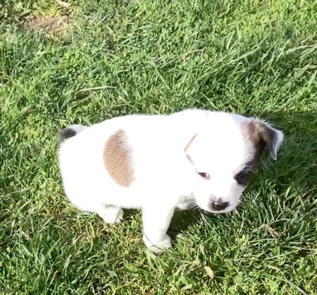 Jack Russell Terrier for sale by HUNTINGDOWNS