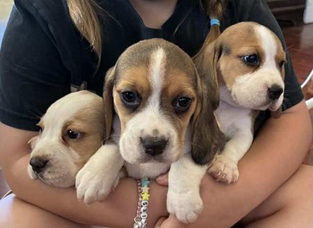 Beagle for sale by HUNTINGDOWNS