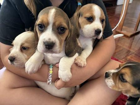 Beagle for sale by HUNTINGDOWNS