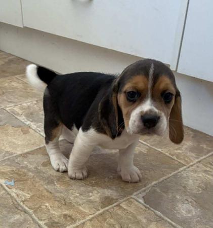 Beagle for sale by HUNTINGDOWNS