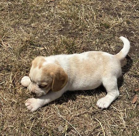 Beagle for sale by HUNTINGDOWNS