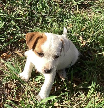 Jack Russell Terrier for sale by HUNTINGDOWNS