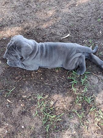 Neapolitan Mastiff puppy for sale by AMBROGIO
