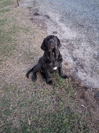 Neapolitan Mastiff puppy for sale by AMBROGIO