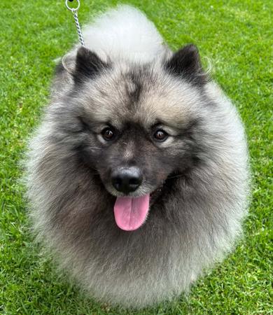 Keeshond puppy for sale by NAWTIKEES