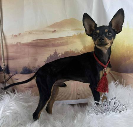 Russian Toy (Smooth Haired) for sale by BUTTERFLYDEN