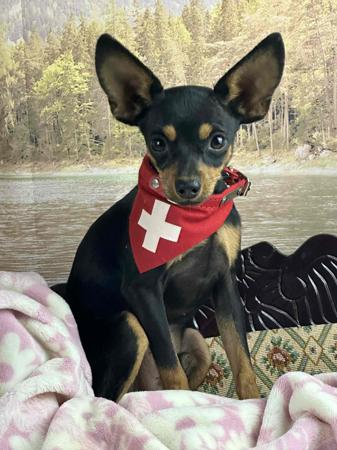 Russian Toy (Smooth Haired) for sale by BUTTERFLYDEN