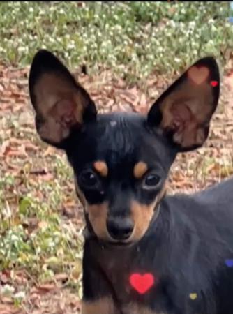 Russian Toy (Smooth Haired) for sale by BUTTERFLYDEN