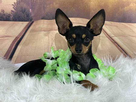 Russian Toy (Smooth Haired) for sale by BUTTERFLYDEN