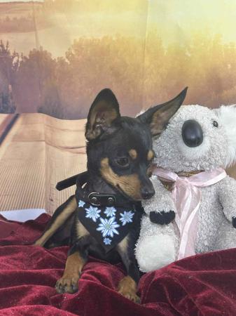 Russian Toy (Smooth Haired) for sale by BUTTERFLYDEN