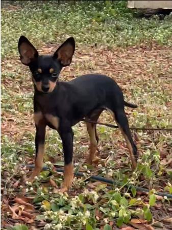 Russian Toy (Smooth Haired) for sale by BUTTERFLYDEN