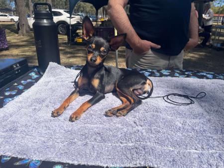 Russian Toy (Smooth Haired) for sale by BUTTERFLYDEN