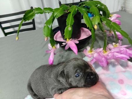 Staffordshire Bull Terrier puppy for sale by SABERBLUE