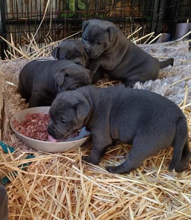 Staffordshire Bull Terrier puppy for sale by SABERBLUESTAFFORDS
