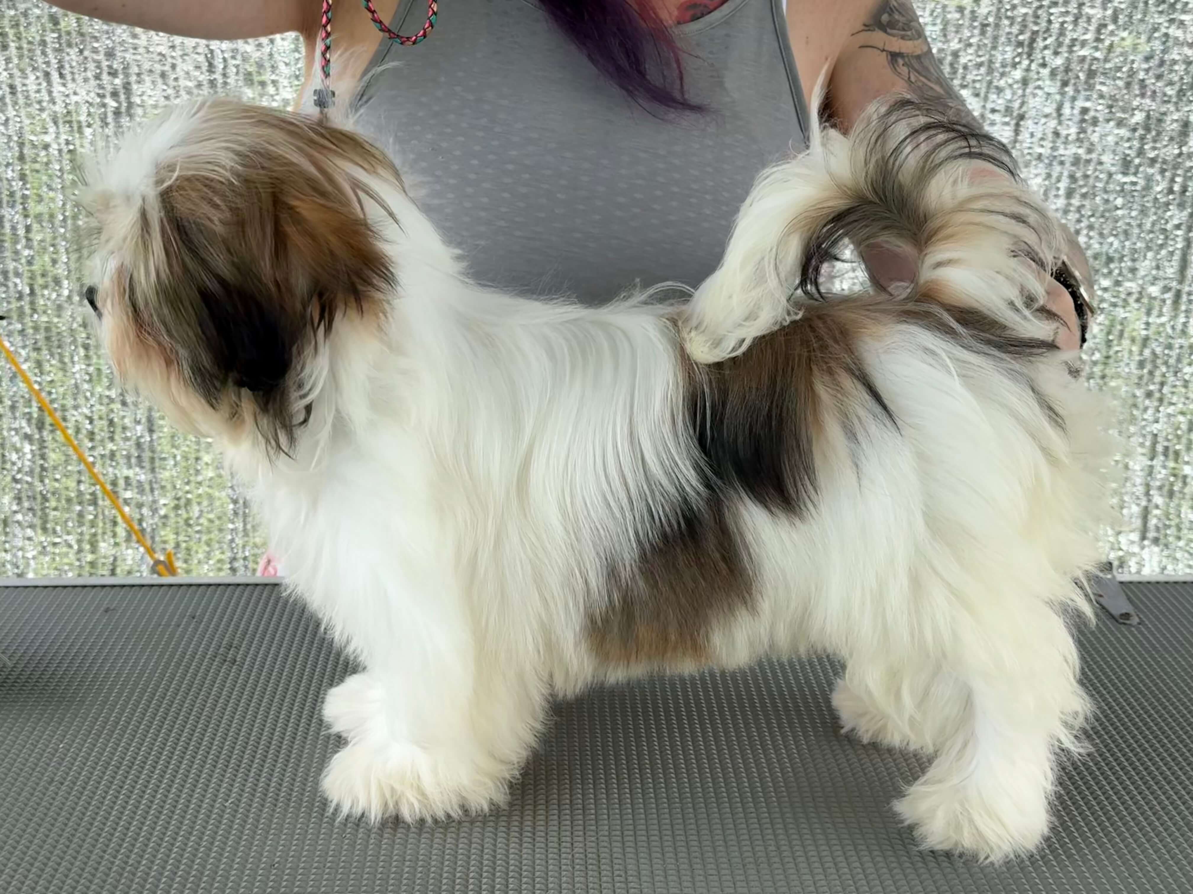 Dogs Rising Stars Goldtag Northern Lights Lhasa Apso - Owned by Mrs V Reynolds-Siddall