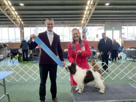 Spanish Water Dog for sale by MYSTICRAFAEL