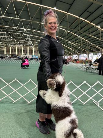 Spanish Water Dog for sale by MYSTICRAFAEL