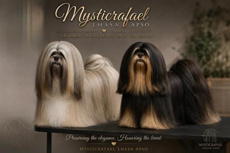 Lhasa Apso for sale by MYSTICRAFAEL