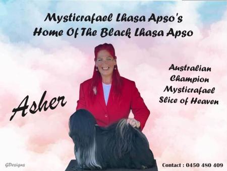 Lhasa Apso for sale by MYSTICRAFAEL