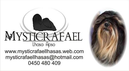 Lhasa Apso for sale by MYSTICRAFAEL
