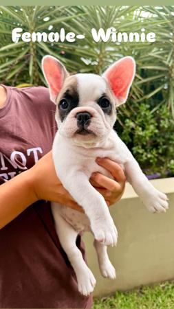 French Bulldog puppy for sale by STELKIEBUL