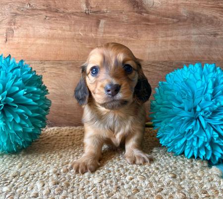 Dachshund (Miniature Long Haired) puppy for sale by DURABULL