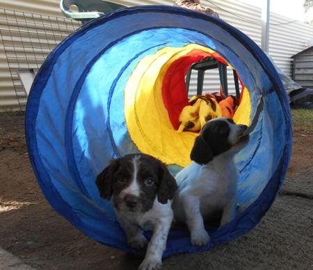 English Springer Spaniel puppy for sale by AMBERLYPARK