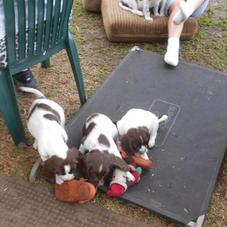 English Springer Spaniel puppy for sale by AMBERLYPARK