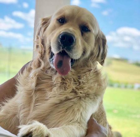 Golden Retriever for sale by DREAMDIVAS