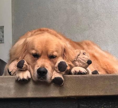 Golden Retriever for sale by DREAMDIVAS
