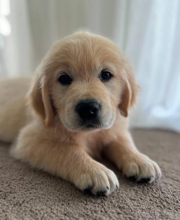 Golden Retriever for sale by DREAMDIVAS