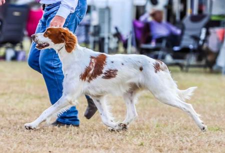 Irish Red and White Setter for sale by CEDARHAVEN
