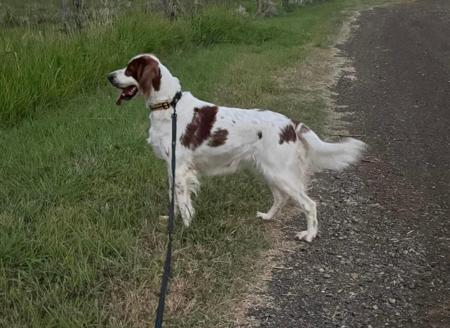 Irish Red and White Setter for sale by CEDARHAVEN