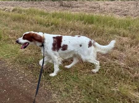 Irish Red and White Setter for sale by CEDARHAVEN
