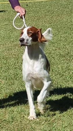 Irish Red and White Setter for sale by CEDARHAVEN