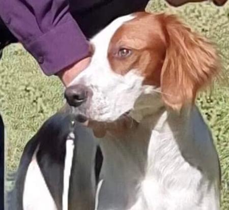 Irish Red and White Setter for sale by CEDARHAVEN