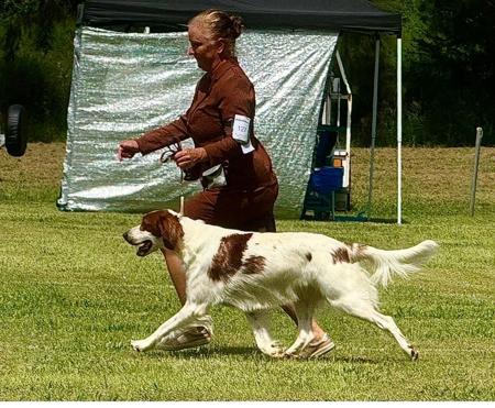 Irish Red and White Setter for sale by CEDARHAVEN