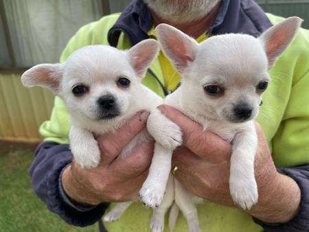 Chihuahua (Smooth Coat) puppy for sale by GLENYS61